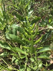 Silphium laciniatum