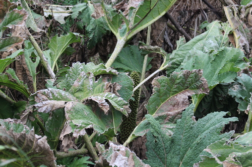 Gunnera tinctoria