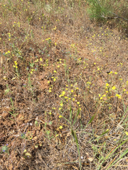 Hesperolinon breweri