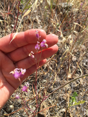 Streptanthus glandulosus glandulosus