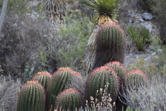 Ferocactus pilosus