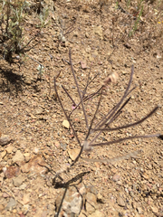 Streptanthus glandulosus glandulosus