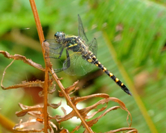 Onychothemis testacea