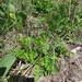 Geum macrophyllum perincisum - Photo 由 Cheryl Beyer 所上傳的 (c) Cheryl Beyer，保留部份權利CC BY-NC