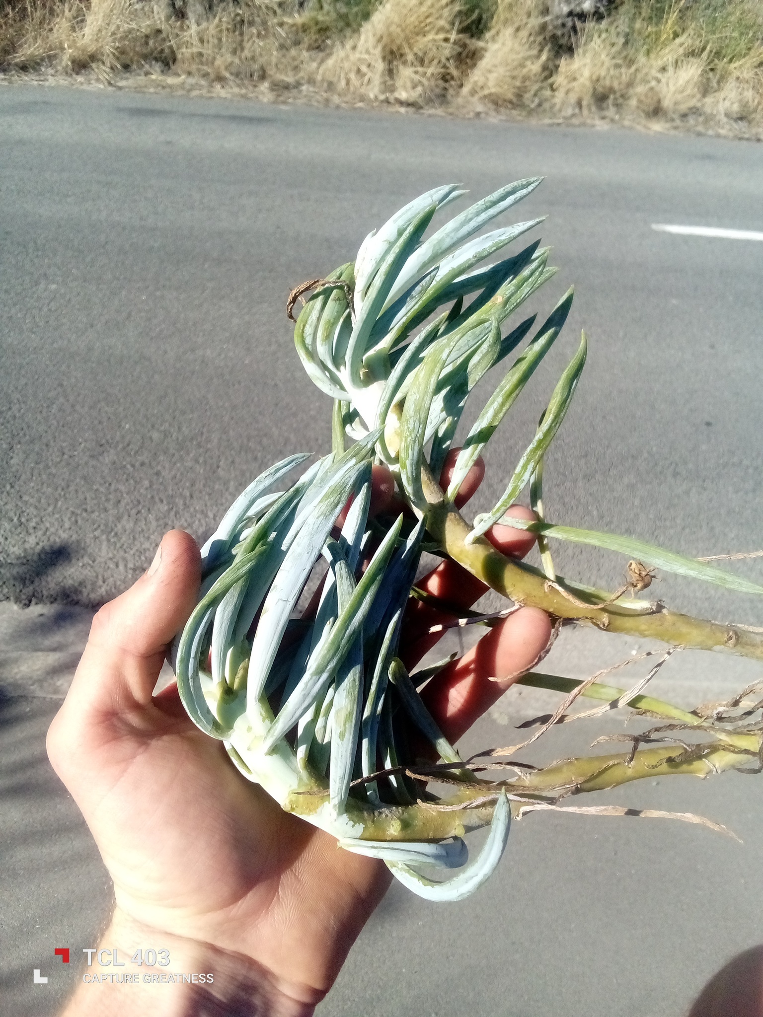 Imagem de Dedinho