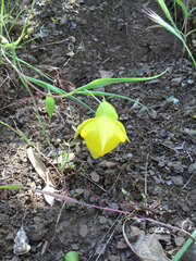 Calochortus pulchellus