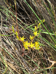 Sedum radiatum