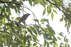 Ptiliogonys cinereus