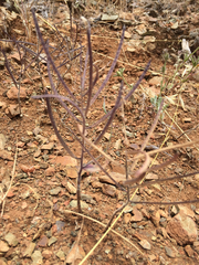 Streptanthus hispidus