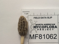 Morchella diminutiva