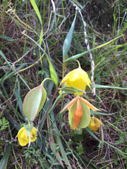 Calochortus pulchellus