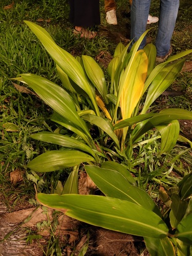Foto de Lírio-do-brejo