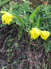 Calochortus pulchellus