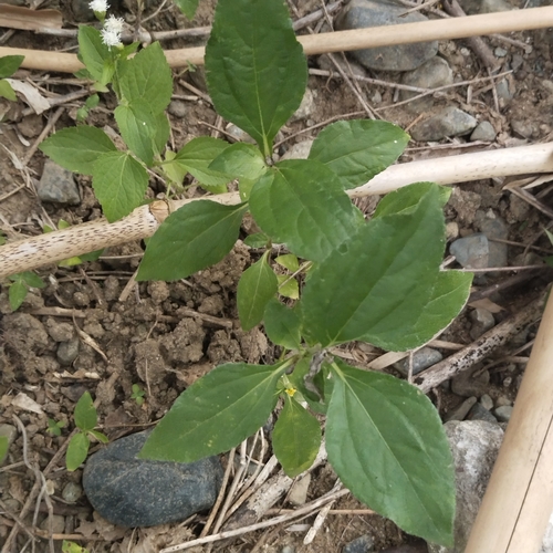 Synedrella nodiflora iNat (1)