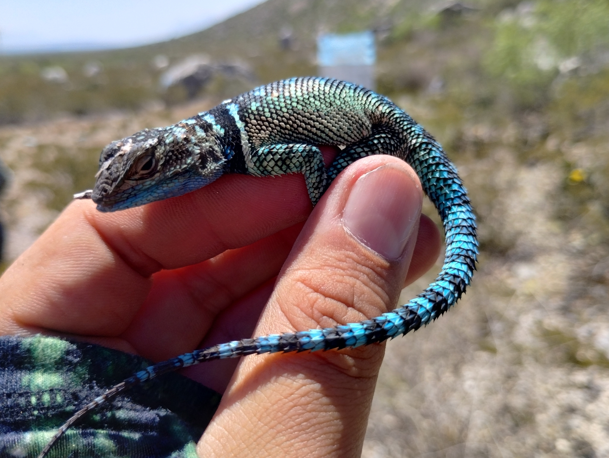 Yarrow's Spiny Lizard photo 3