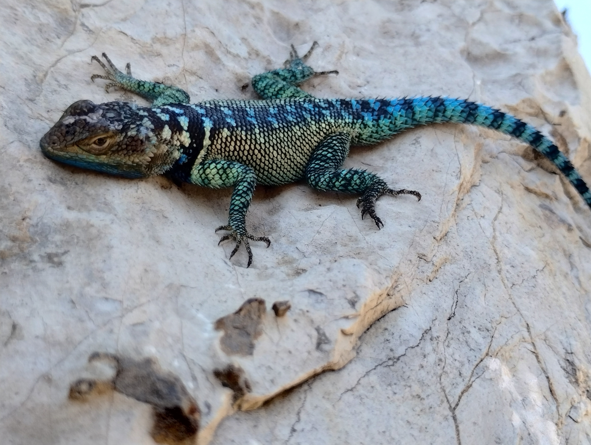 Yarrow's Spiny Lizard photo 4