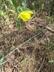 Calochortus pulchellus