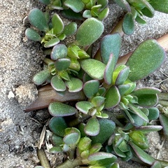 Pourpier potager (Portulaca oleracea) — photo 3