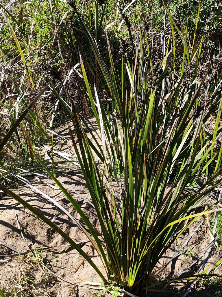 Coast Sword-sedge from Blairgowrie VIC 3942, Australia on April 28 ...