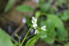 Cardamine rotundifolia