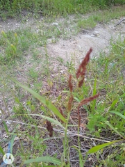 Sorghum halepense