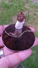 Agaricus