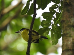 Todirostrum nigriceps