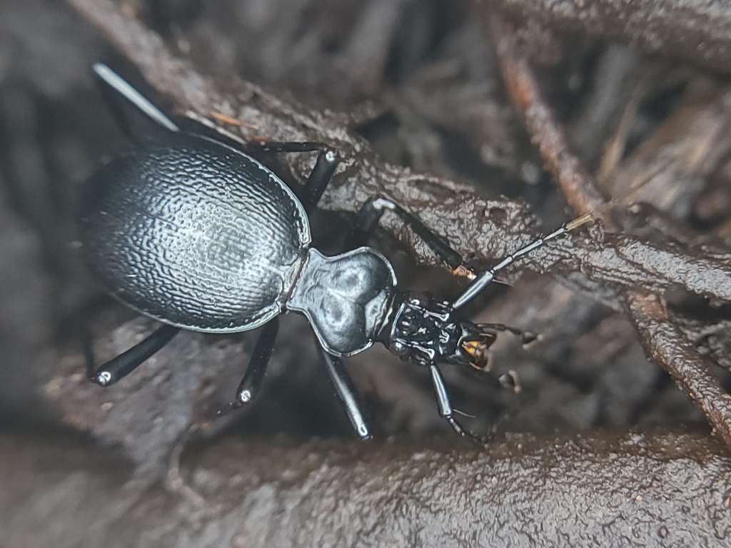 Ridged Snail-eating Beetle