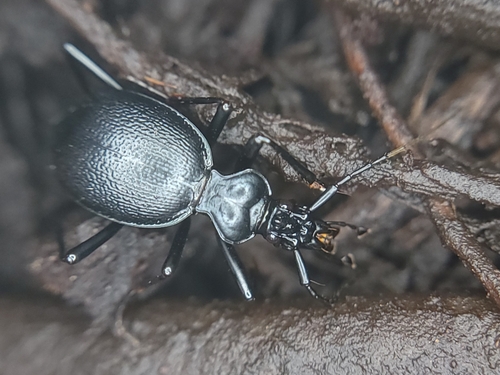Ridged Snail-eating Beetle