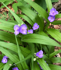 Tradescantia ernestiana
