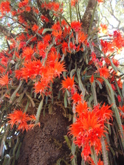 Heliocereus speciosus
