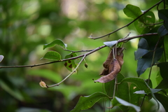 Ternstroemia lineata