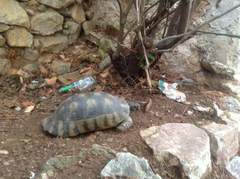 Testudo marginata