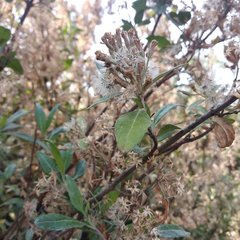 Ageratina glabrata