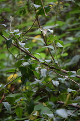 Ternstroemia lineata