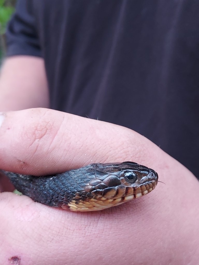 Banded watersnake from st pauls nc 28384 usa on april 27 2024 at 07 