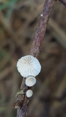 Hohenbuehelia cyphelliformis