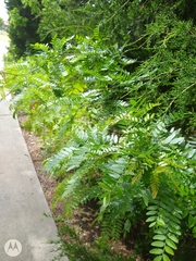 Gleditsia triacanthos