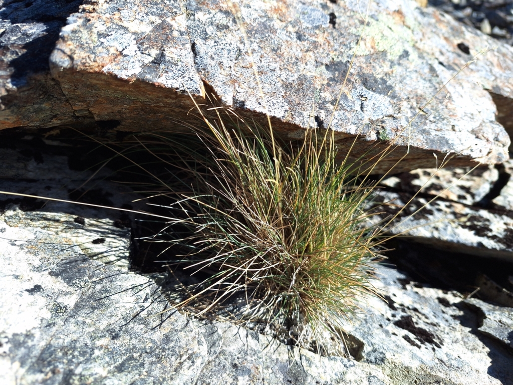 Blue Tussock from Blenheim 7275, New Zealand on April 27, 2024 at 10:29 ...