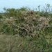 Acacia dolichocephala