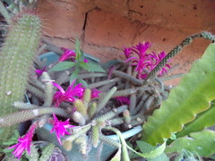 Aporocactus flagelliformis