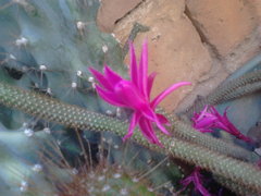 Aporocactus flagelliformis