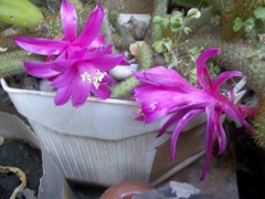 Aporocactus flagelliformis