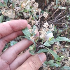 Ageratina glabrata