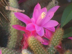 Aporocactus flagelliformis