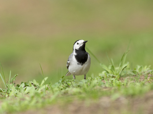 Lavandera blanca (Motacilla alba)