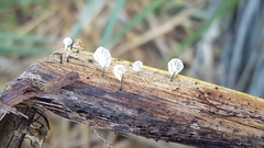 Marasmiellus bonii