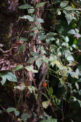 Solanum appendiculatum
