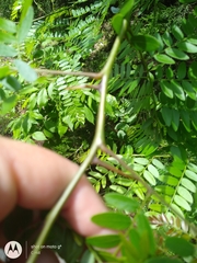Gleditsia triacanthos