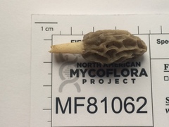 Morchella diminutiva